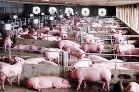Chăn nuôi lợn theo hướng trang trại mang lại hiệu quả kinh tế